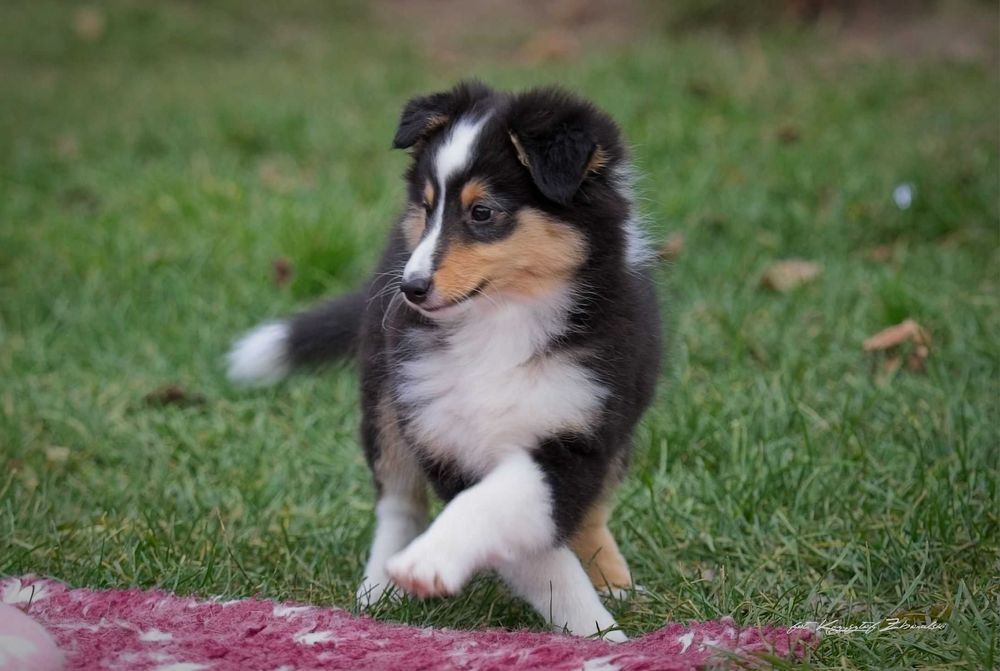 Owczarek Szetlandzki