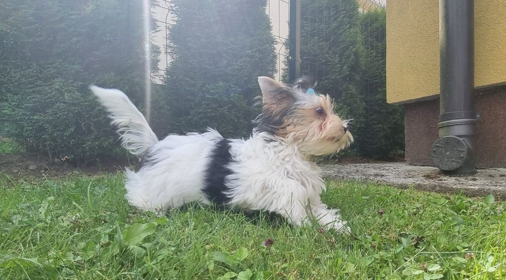 York Biewer Samiec Samczyk Chłopak Denis