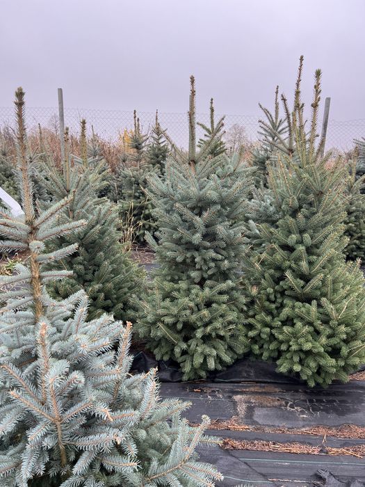 Ялина блакитна Кейбаб в грунті, жива, ялинка Kaibab голуба, елка ель