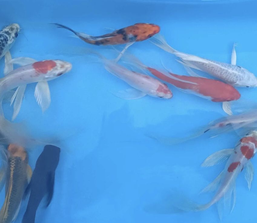 Sprzedam Karpie koi 10,20,30cm ladne wybarwienie