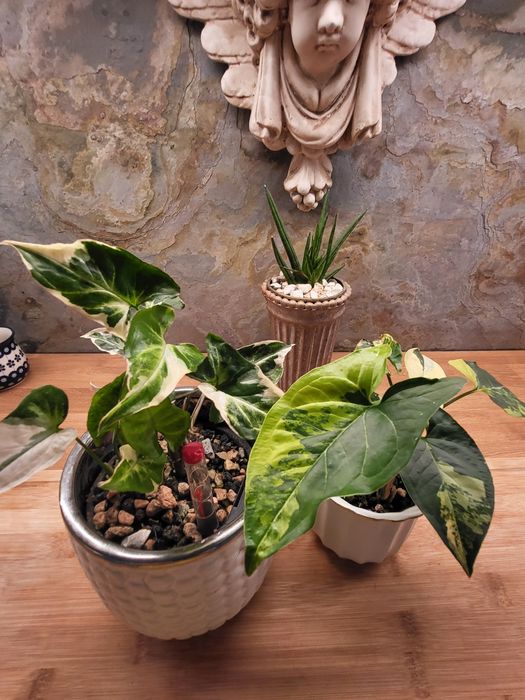Syngonium aurea i T25 zestaw