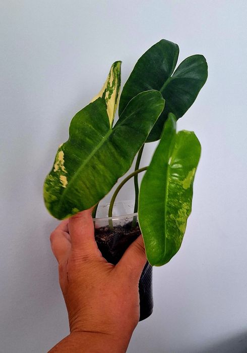 Філодендрон Бурлє макс