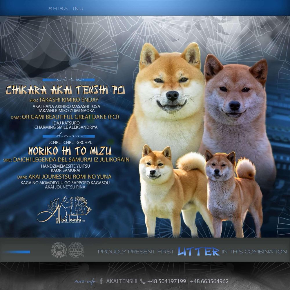 Shiba piękna czerwona suczka