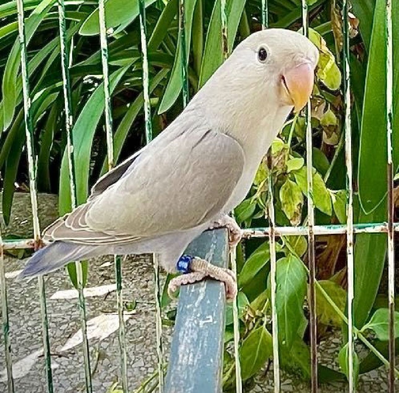 Agapornis - várias mutações