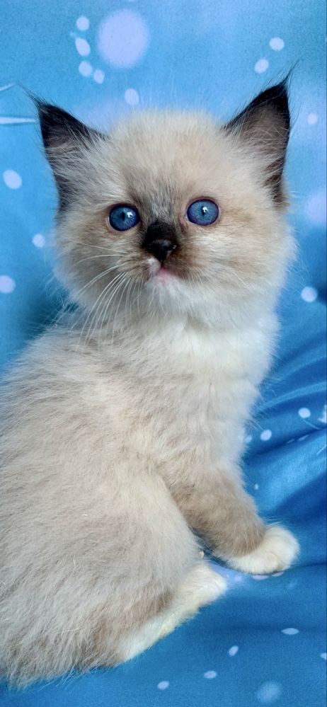Ragdoll Kotka Seal Mitted