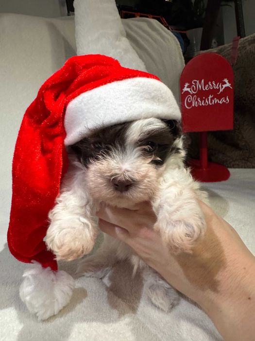 Hawańczyk - Mały Książe o biało brązowym umaszczeniu - Maylo