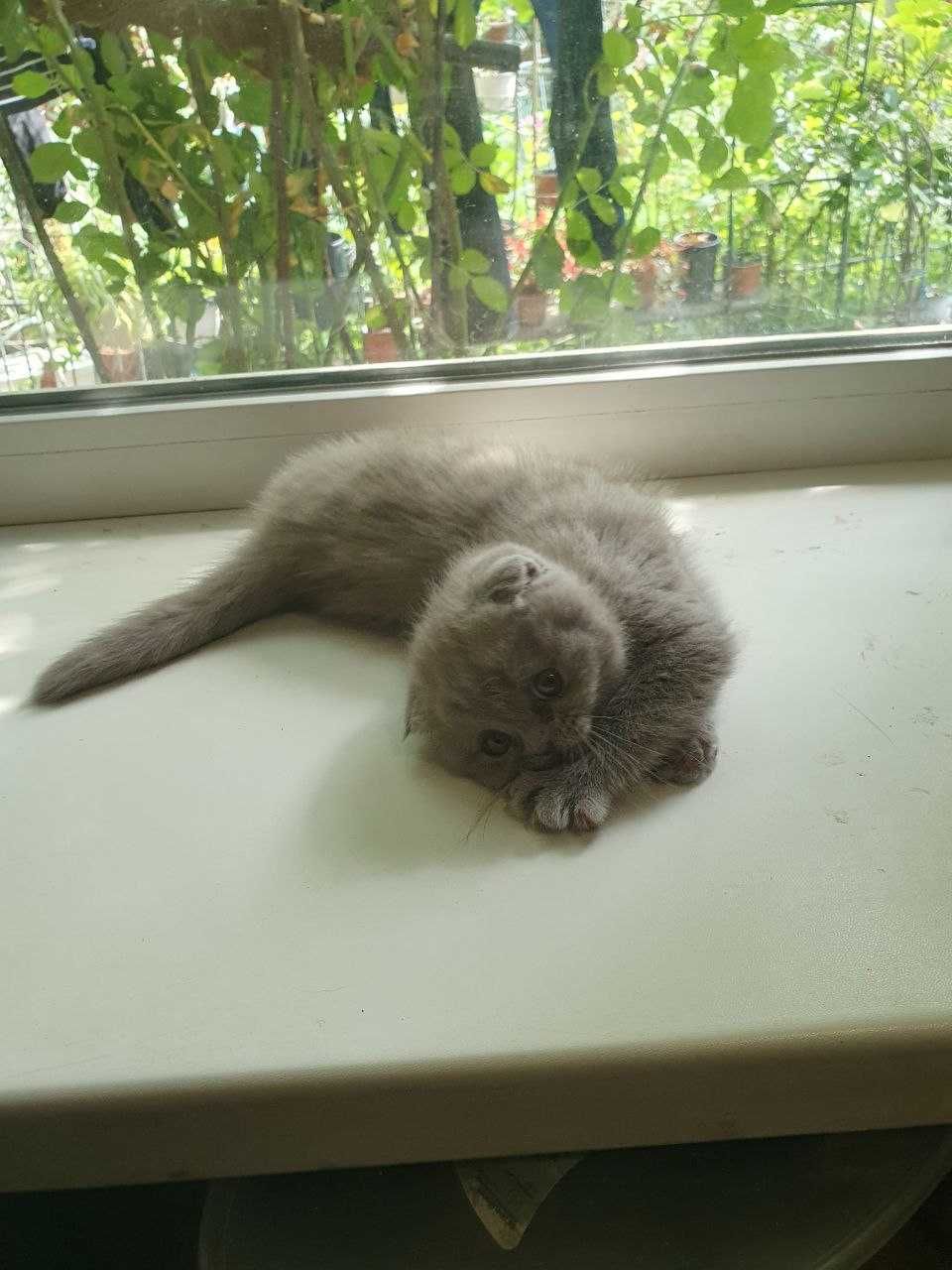 Шотландские вислоухие котята
