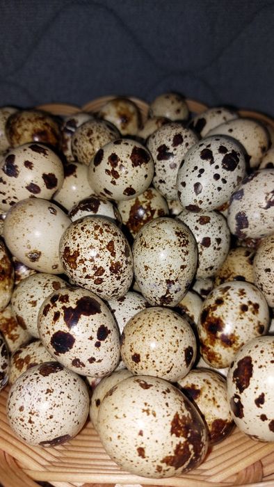 Яйца перепелиные домашние, мясо перепела