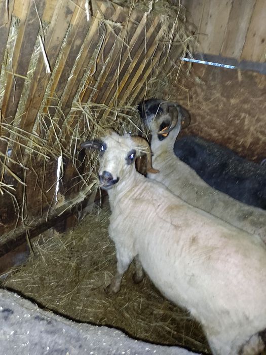 Sprzedam owce górskie