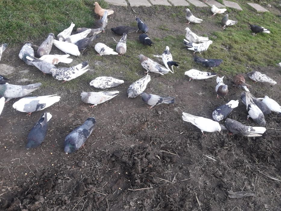 Mikołajewskie gołębie