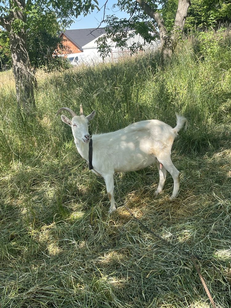 Sprzedam kozę z mlekiem
