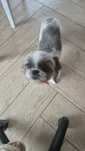 Shih tzu dorosła suczka