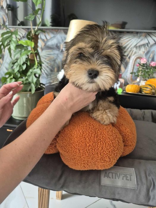 Piękna suczka York Shire Terrier