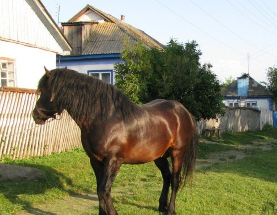 Продам коня робочого