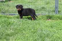 Rottweiler piesek mocny szczniak
