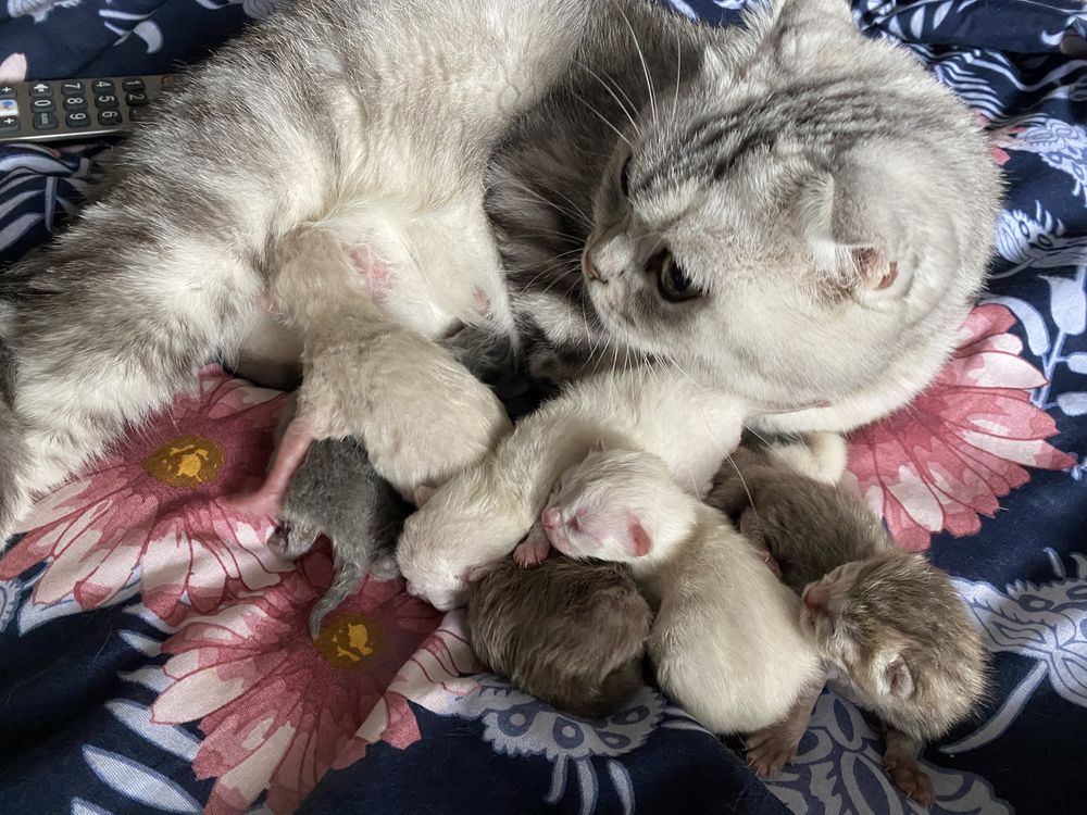 Коти SFS71, и фолд на продаж