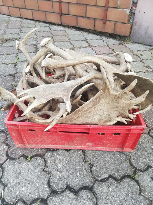 Sprzedam poroża Daniela.