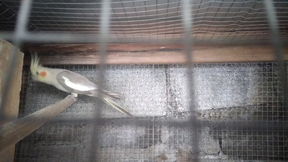 Vendo esta femea de caturra