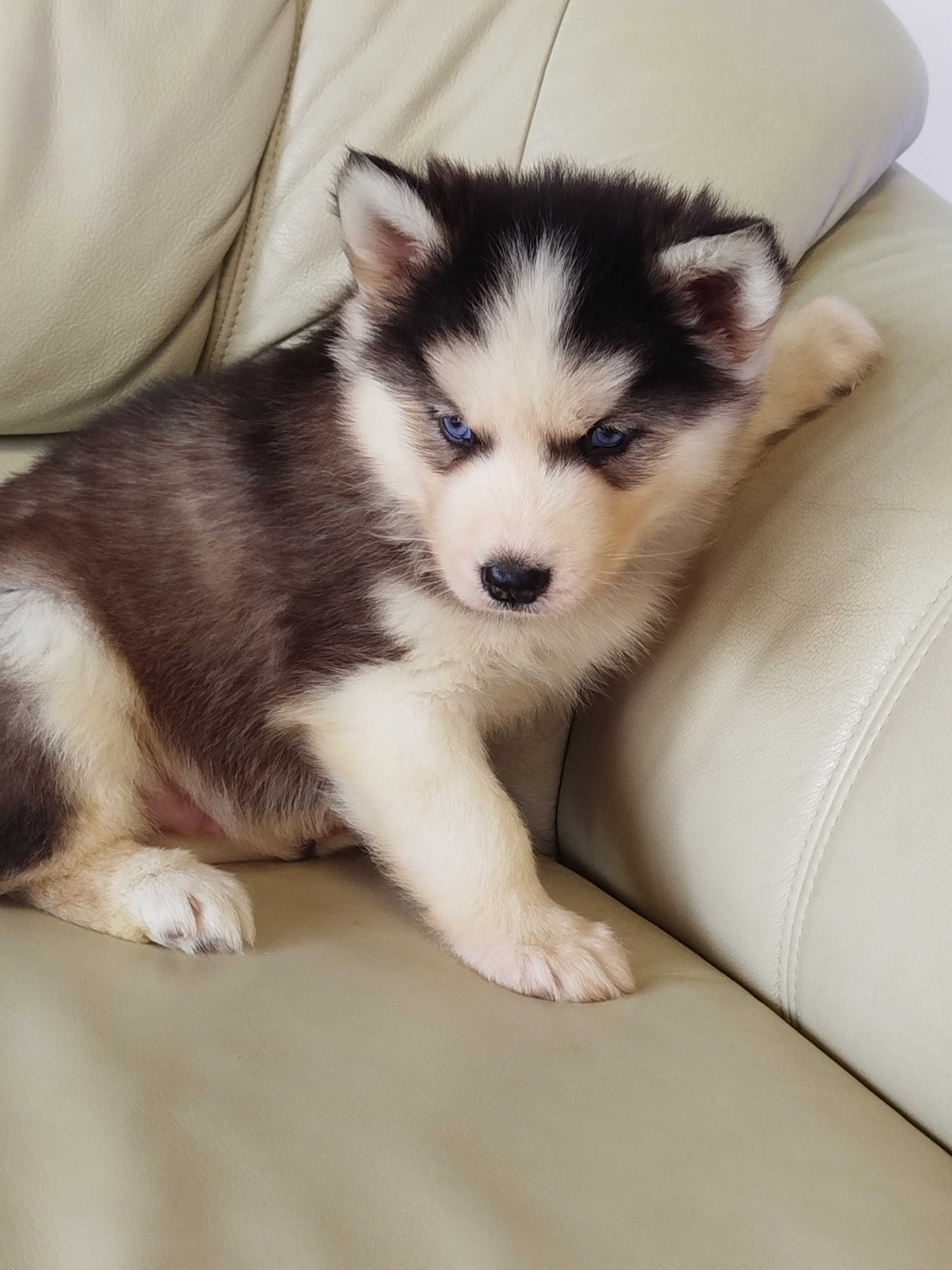 Siberian Husky piesek tel.-5.7.5.3.0.2.0.3.9.