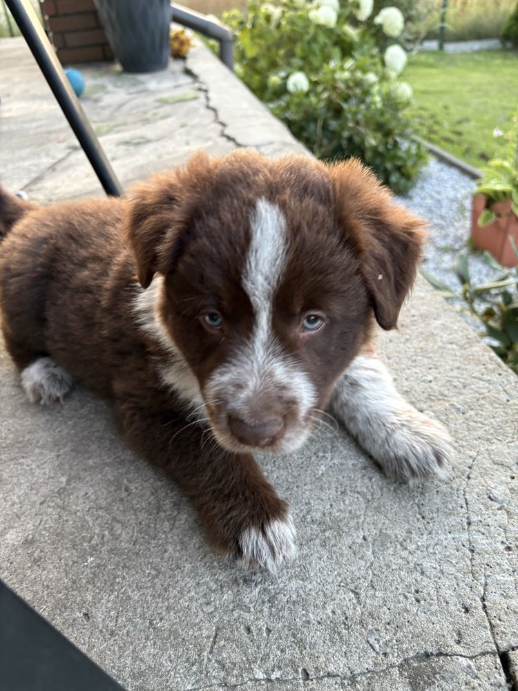 Border Collie czekoladowo-biały piesek