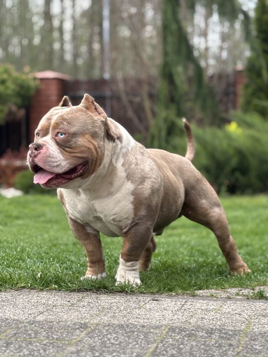 American bully psy samce nie amstaff pitbull