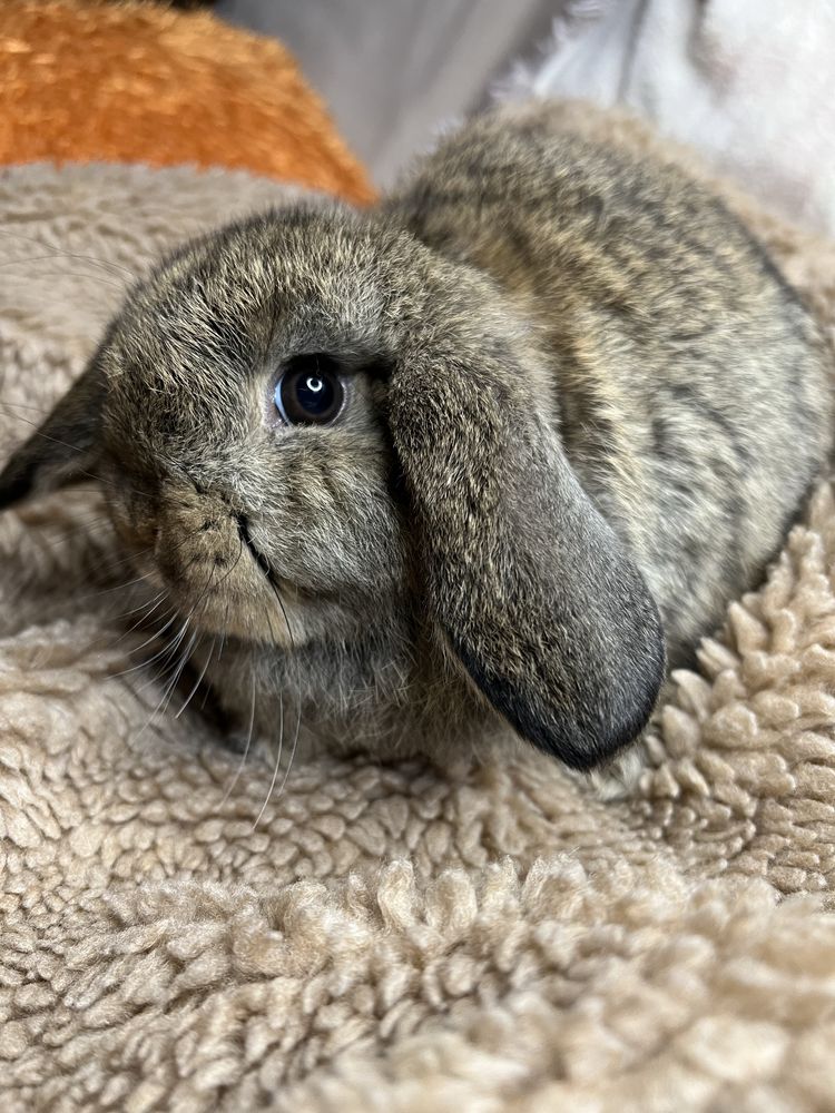 Brązowy królik miniaturka mini lop baranek karzełek