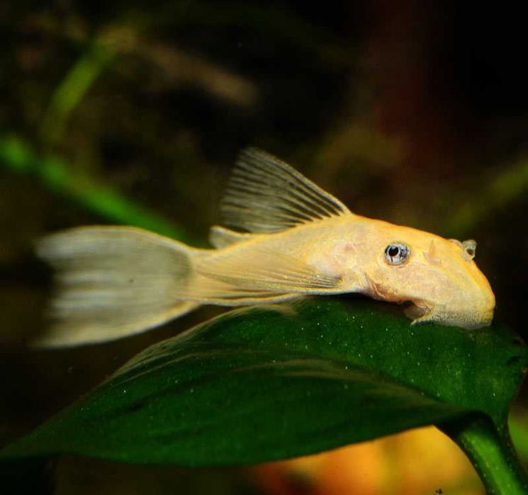 GB Zbrojnik pospolity Albinos "Glonojad"