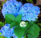 Саджанці гортензії широколистої Broad-leaved