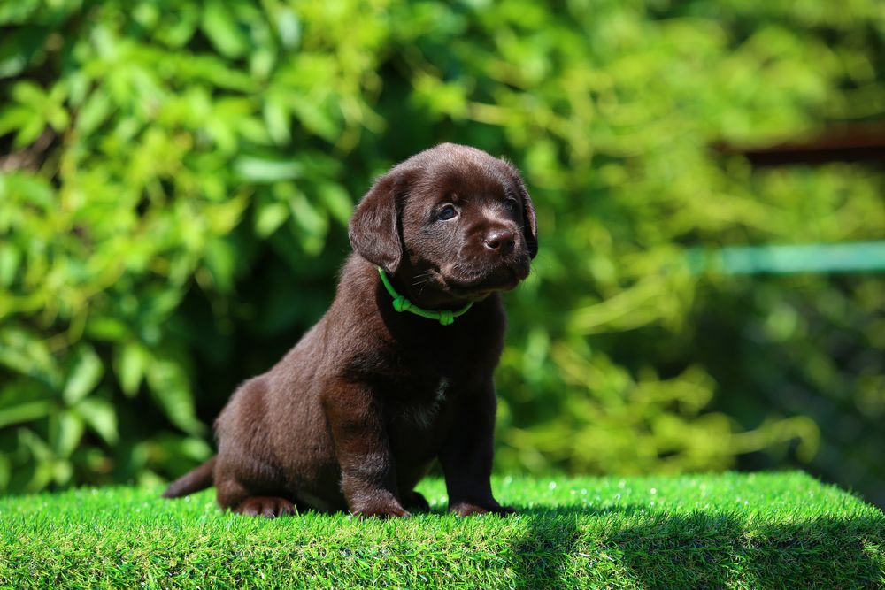 Цуценя / цуценята Лабрадор Ретривер / щеня / щенята / щенок / щенки