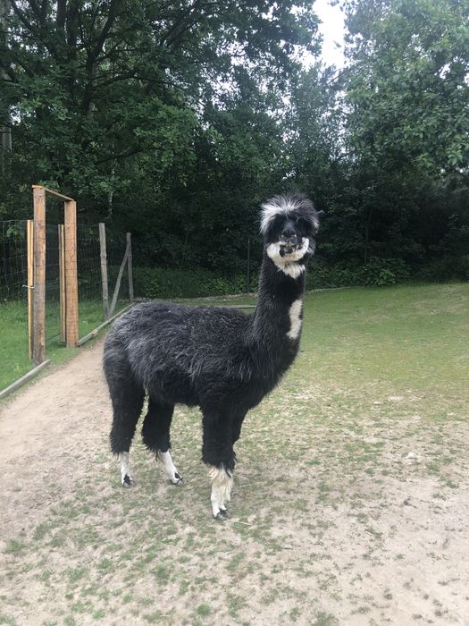 Samiec alpaki na sprzedaż