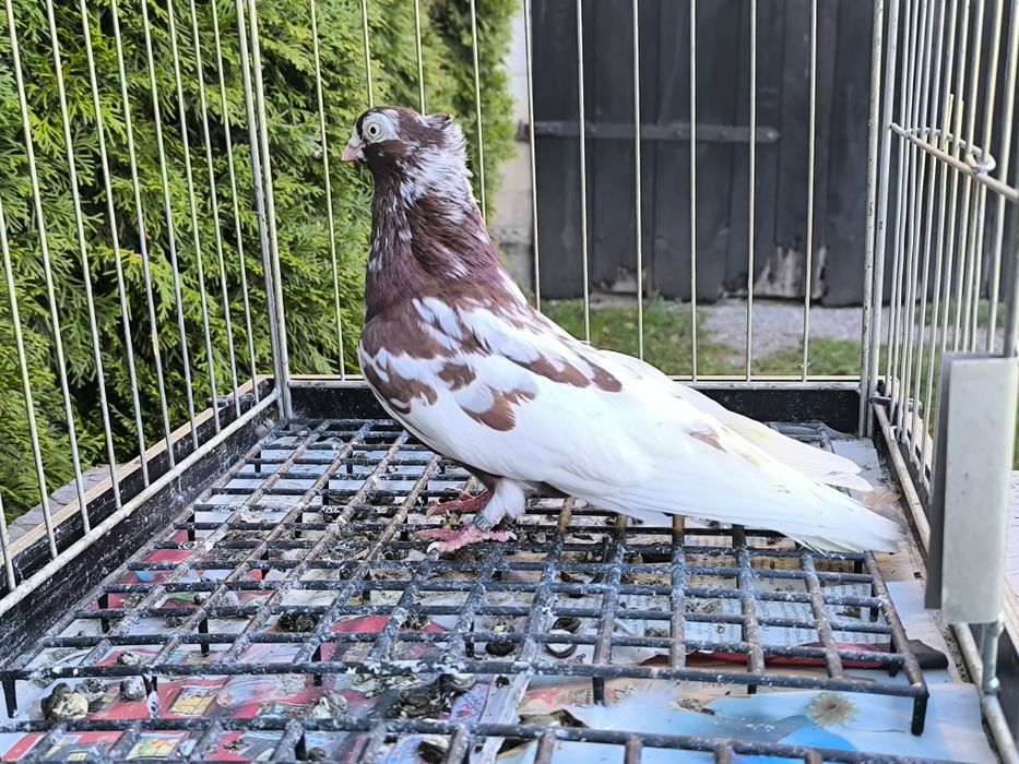 Samica zamojska raba czubata