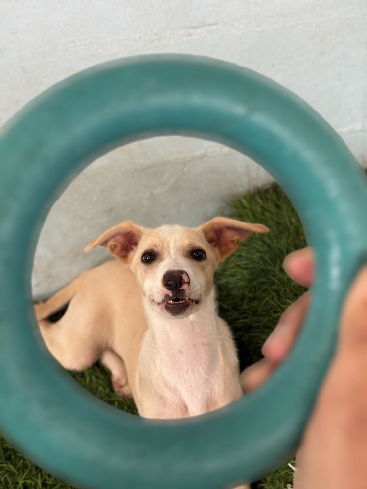 Cachorro 4 meses para adoção