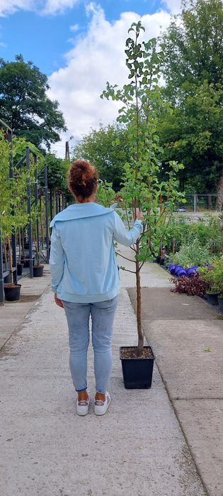 Grusza drobnoowocowa / Pyrus calleryana 'Chanticleer'