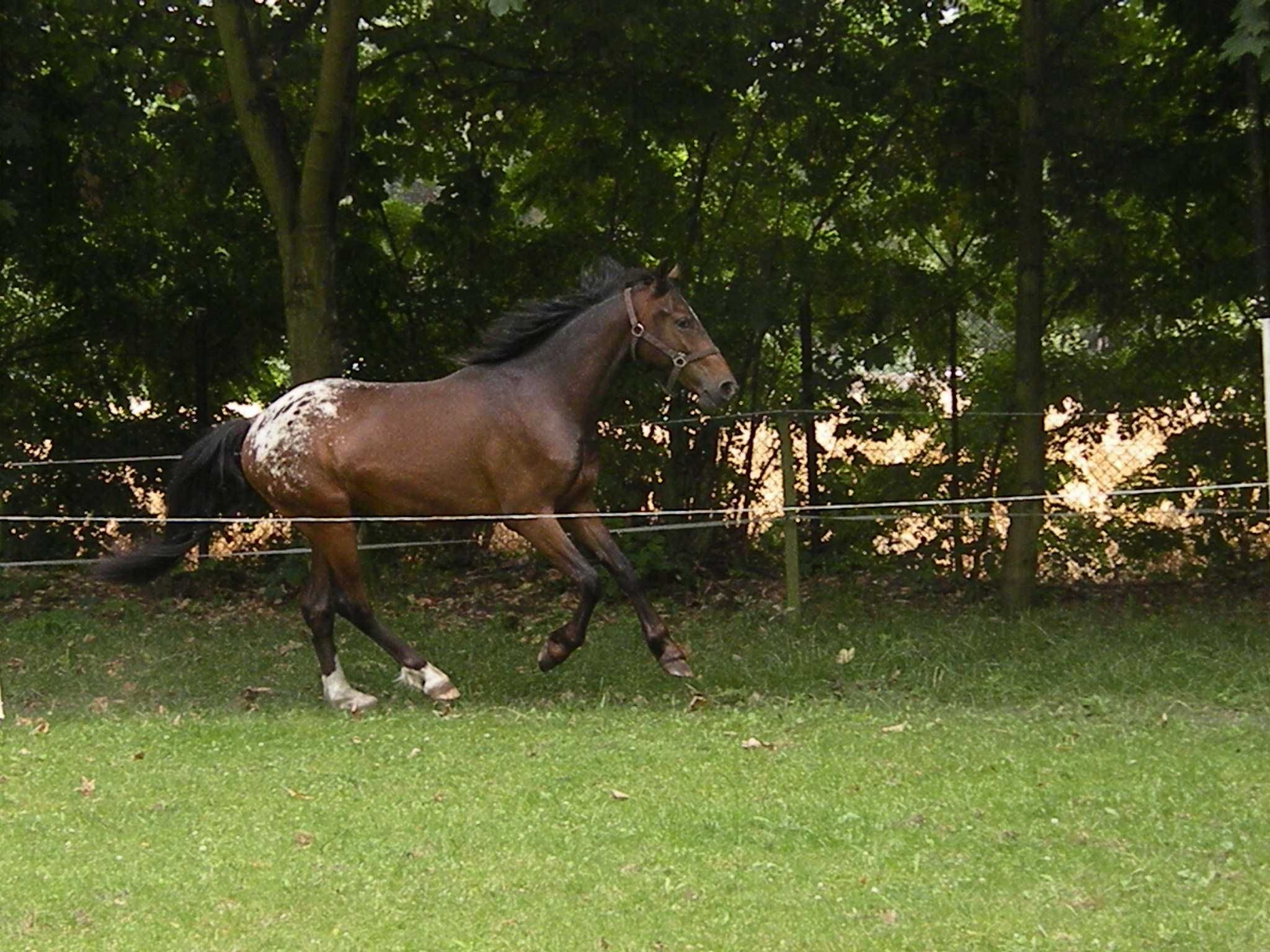 Tarantowaty wałach 1/2 appaloosa