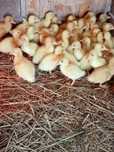 Kaczki Pekin Maximus