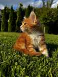 Kocurek maine coon do odbioru