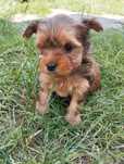 Yorkshire terrier piesek