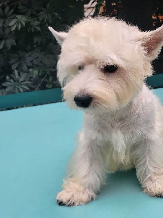 Якщо ви мрієте о цуценяті Вест Хайленд Уайт Тер'єрі