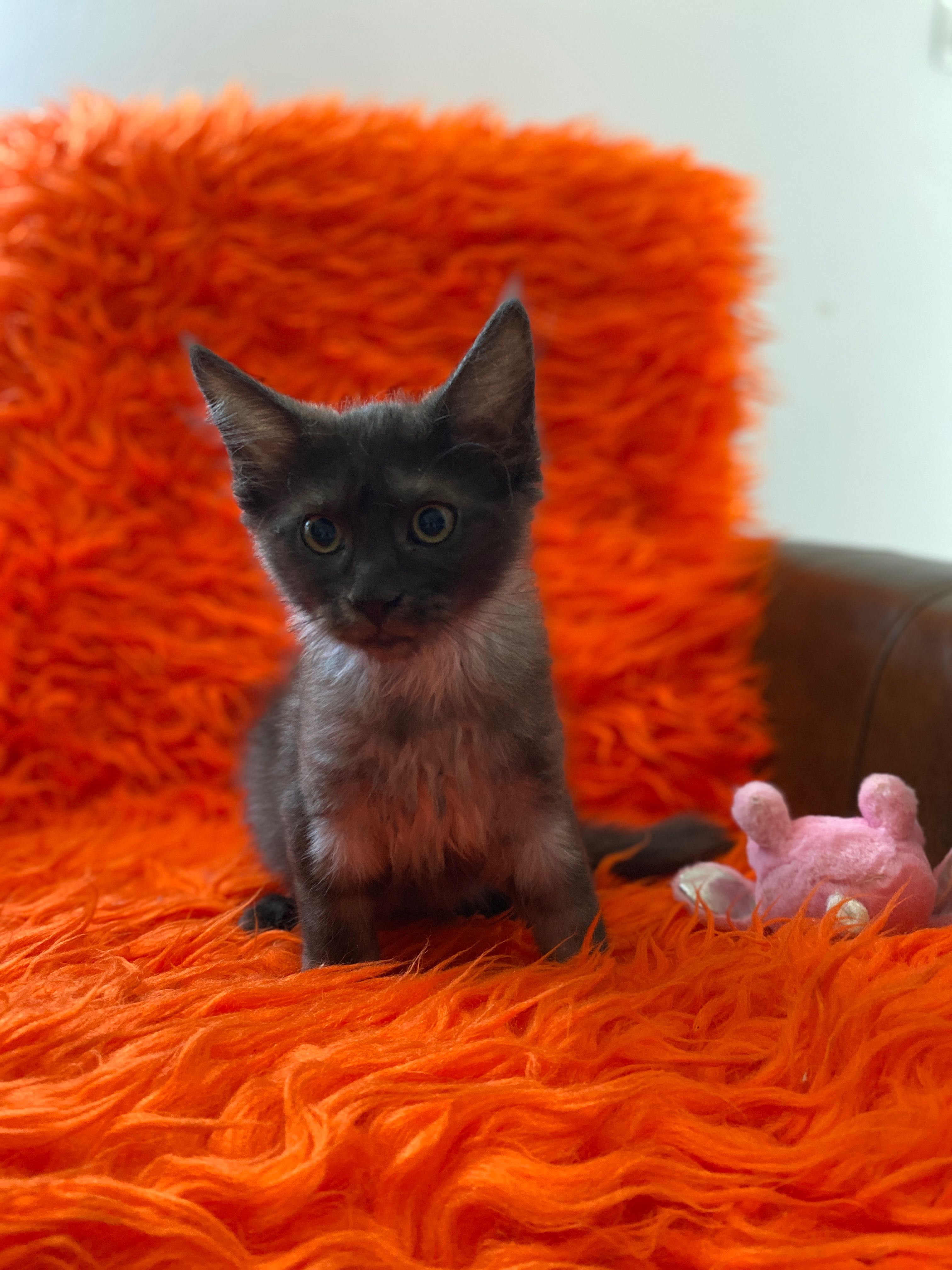 Sprzedam maine coon okazja