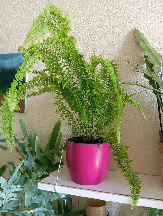 Fetos grandes diferentes