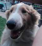 Owczarek szkocki collie