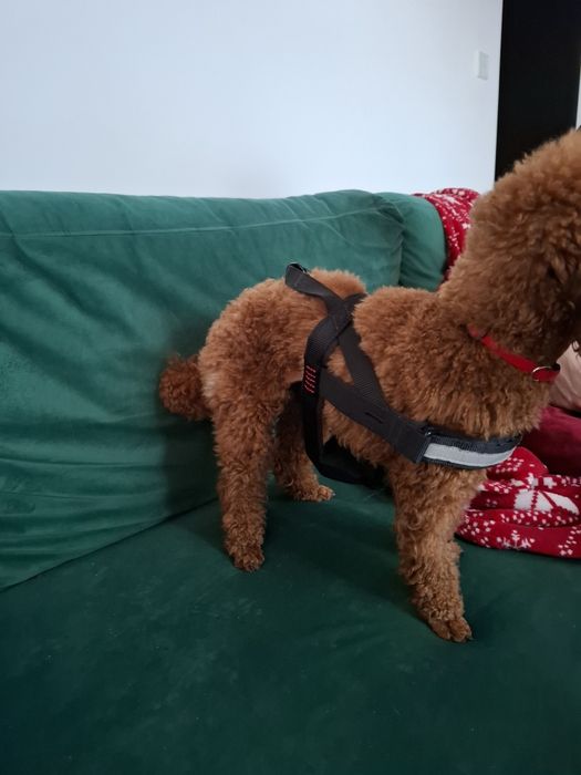 Czarne szelki dla psa S beeztees premium nowe