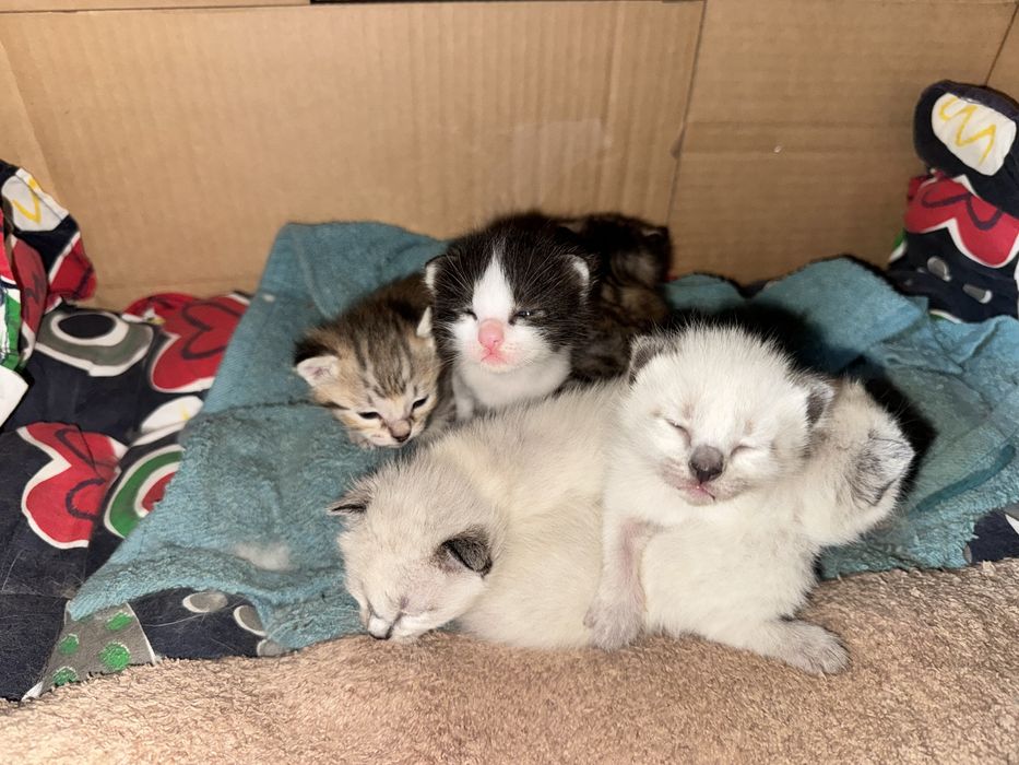 Adopção do gatinhos