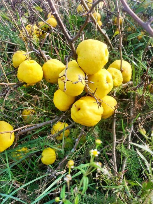 Pigwowiec Japoński owoce Ekologiczne