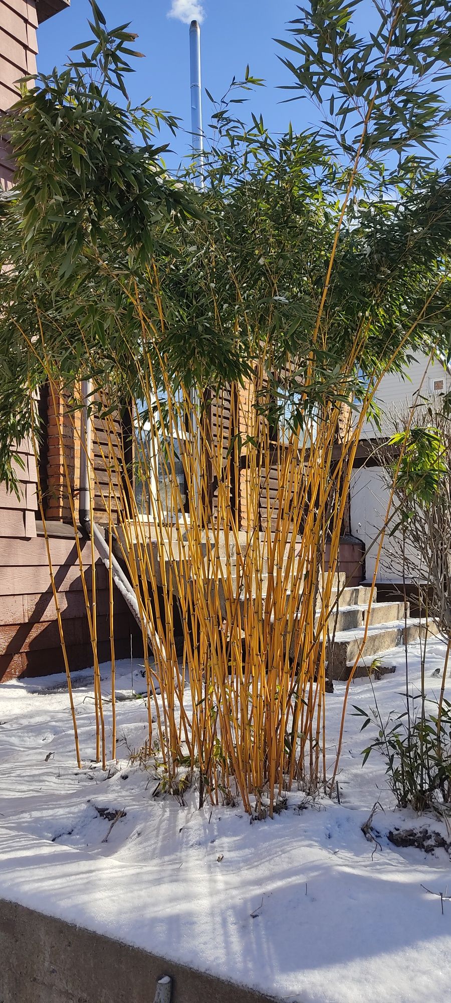Саженцы бамбука. Зимостойкий (-25)золотий бамбук Phyllostachys aureosu