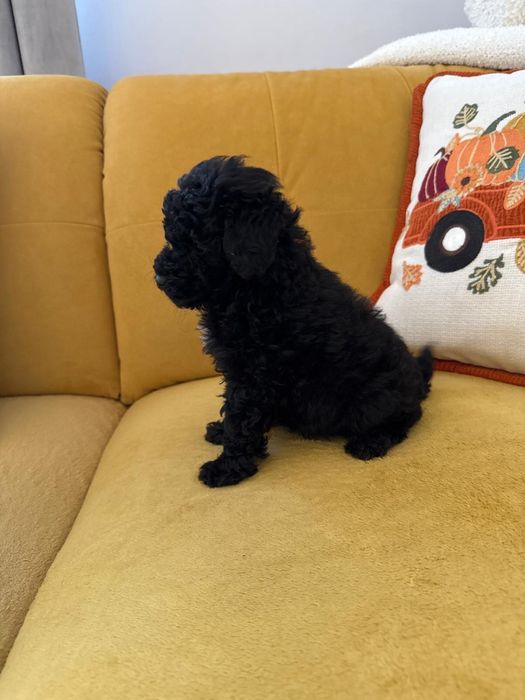 Pudel Toy - czarny- szary - laleczki