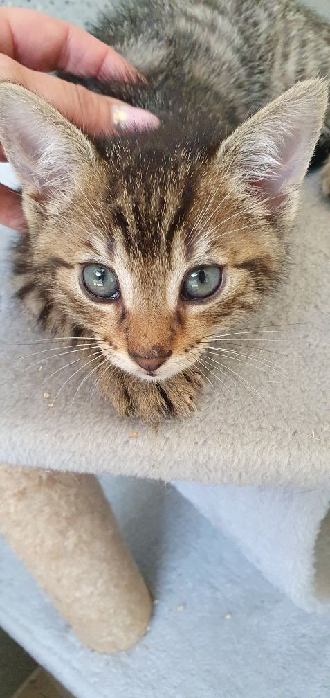 Koteczek do adopcji
