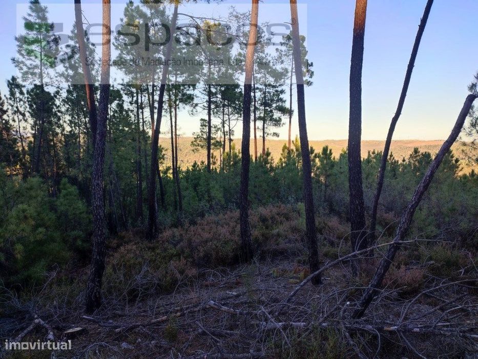 Terrenos de aptidão florestal