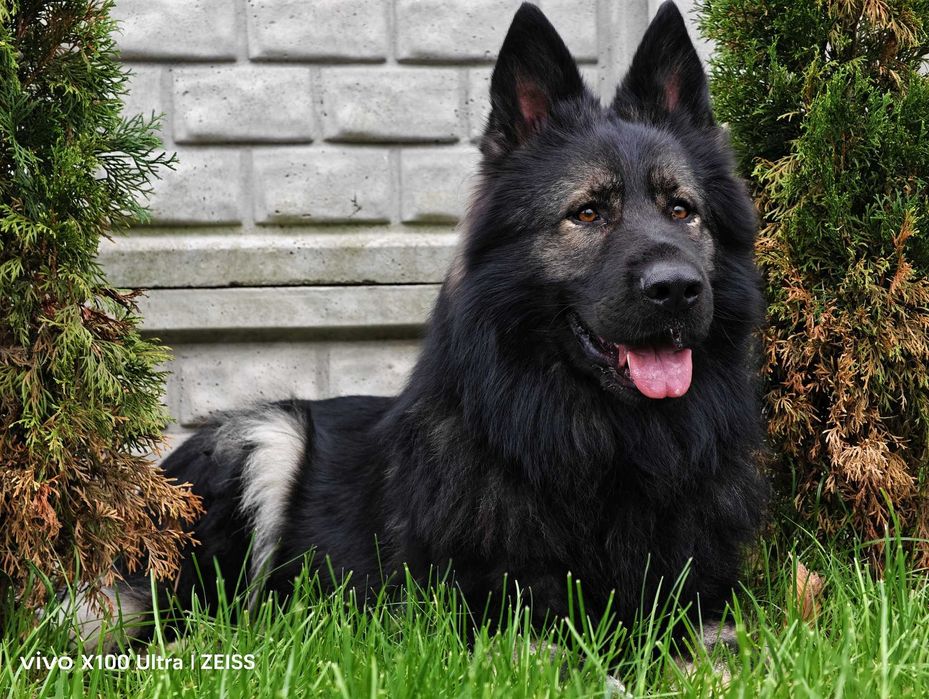 OWCZAREK STARONIEMIECKI Mocna Srebrna suczka! Gotowa do zmiany domu !