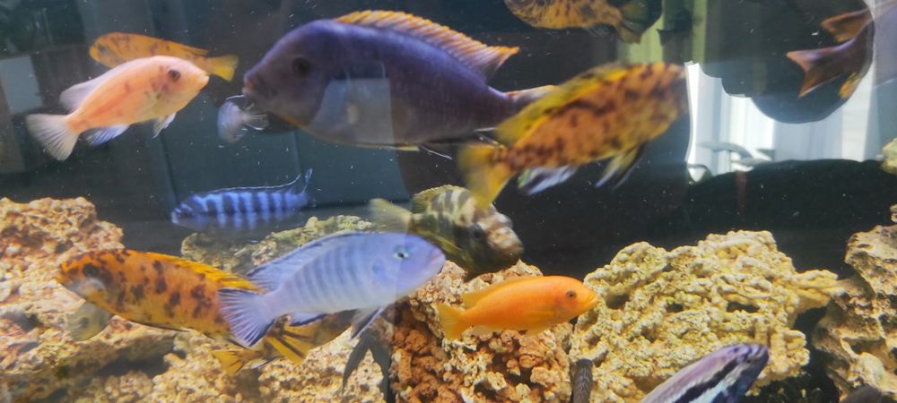 Rybki akwariowe Pyszczak socolofi młode